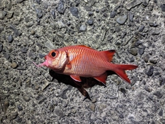 アカマツカサの釣果