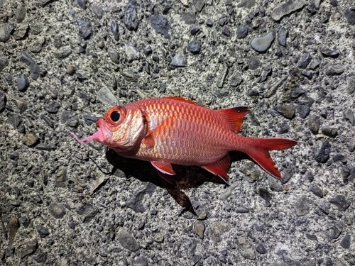 アカマツカサの釣果