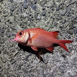 アカマツカサ