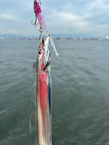 タチウオの釣果