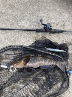 アイナメの釣果
