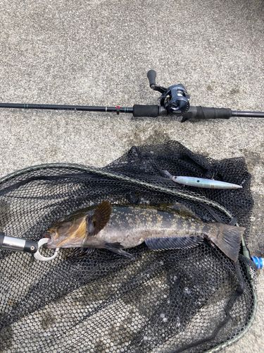 アイナメの釣果