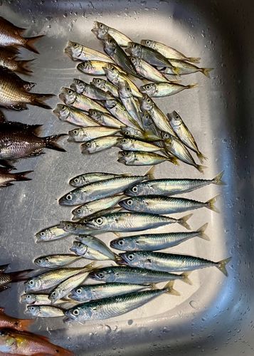 サバの釣果