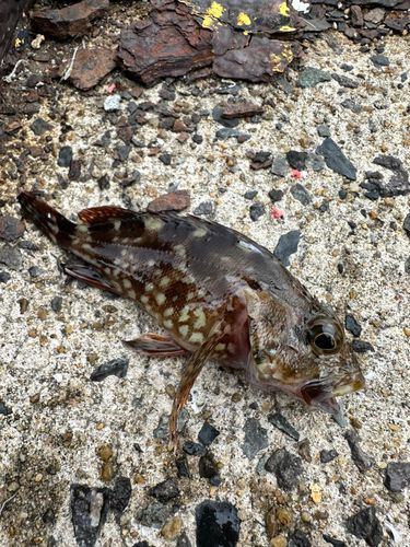 アラカブの釣果