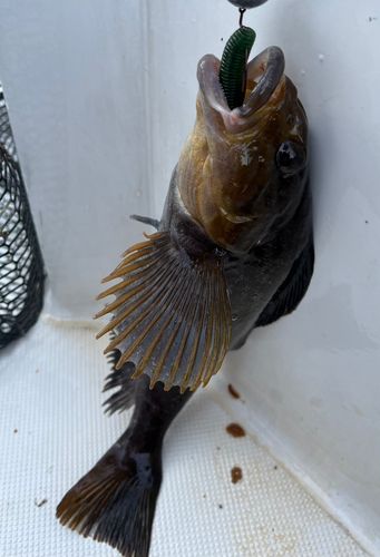 アイナメの釣果