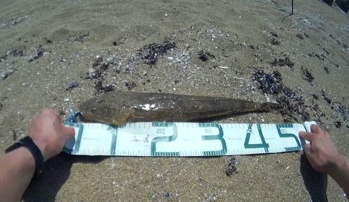 マゴチの釣果