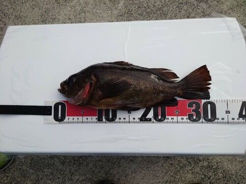 クロメバルの釣果
