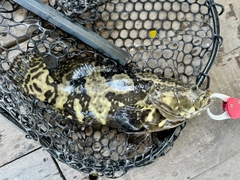 ハタの釣果