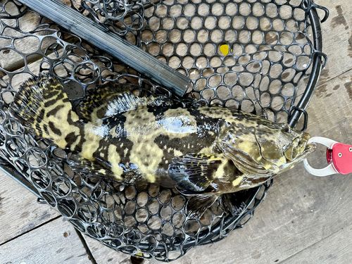 ハタの釣果