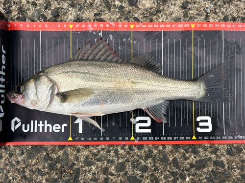 セイゴ（マルスズキ）の釣果