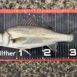 セイゴ（マルスズキ）