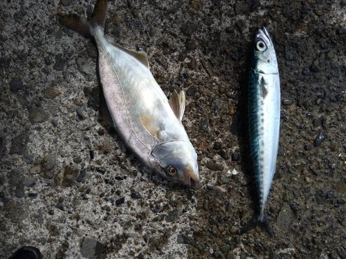 ショゴの釣果