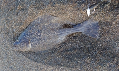 ヒラメの釣果