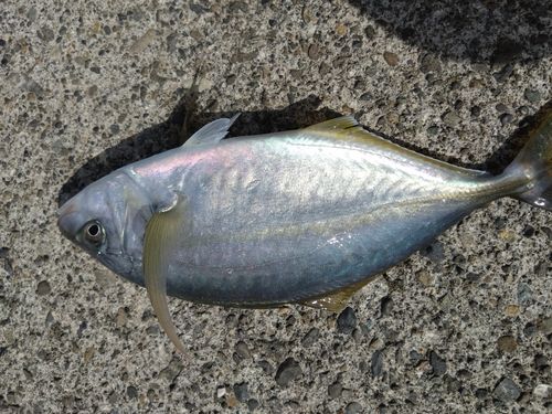シマアジの釣果