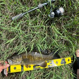 スモールマウスバス