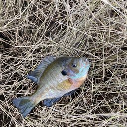 ブルーギル