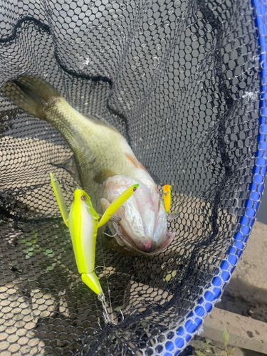 ラージマウスバスの釣果