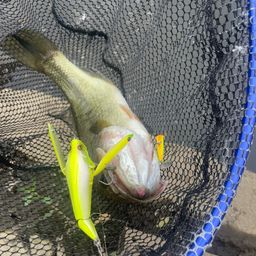 ラージマウスバス