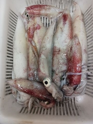 ケンサキイカの釣果