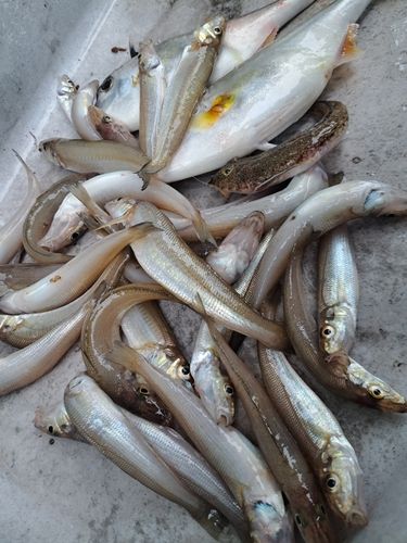 シロギスの釣果
