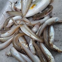 シロギス