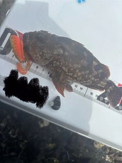カサゴの釣果