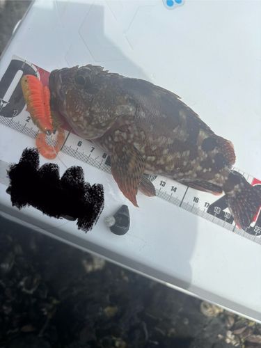 カサゴの釣果