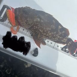 カサゴ