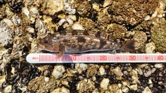 アイナメの釣果