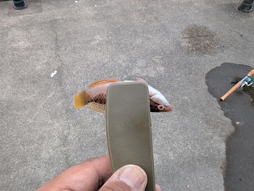 アカササノハベラの釣果