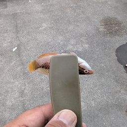 アカササノハベラ