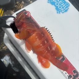 アカハタ