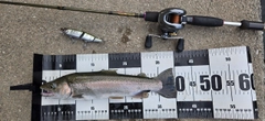 ニジマスの釣果