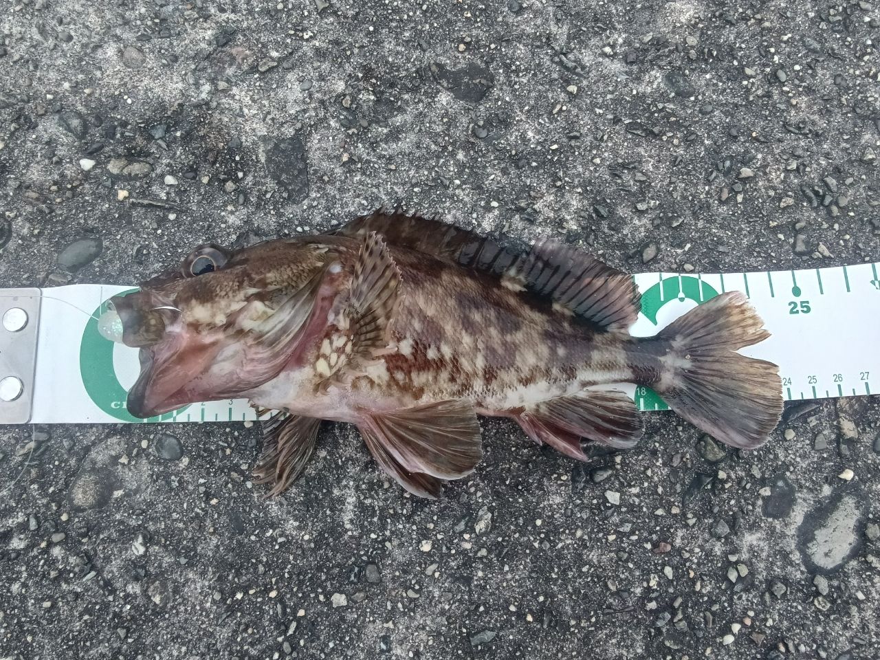 ガシラ