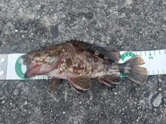 ガシラの釣果