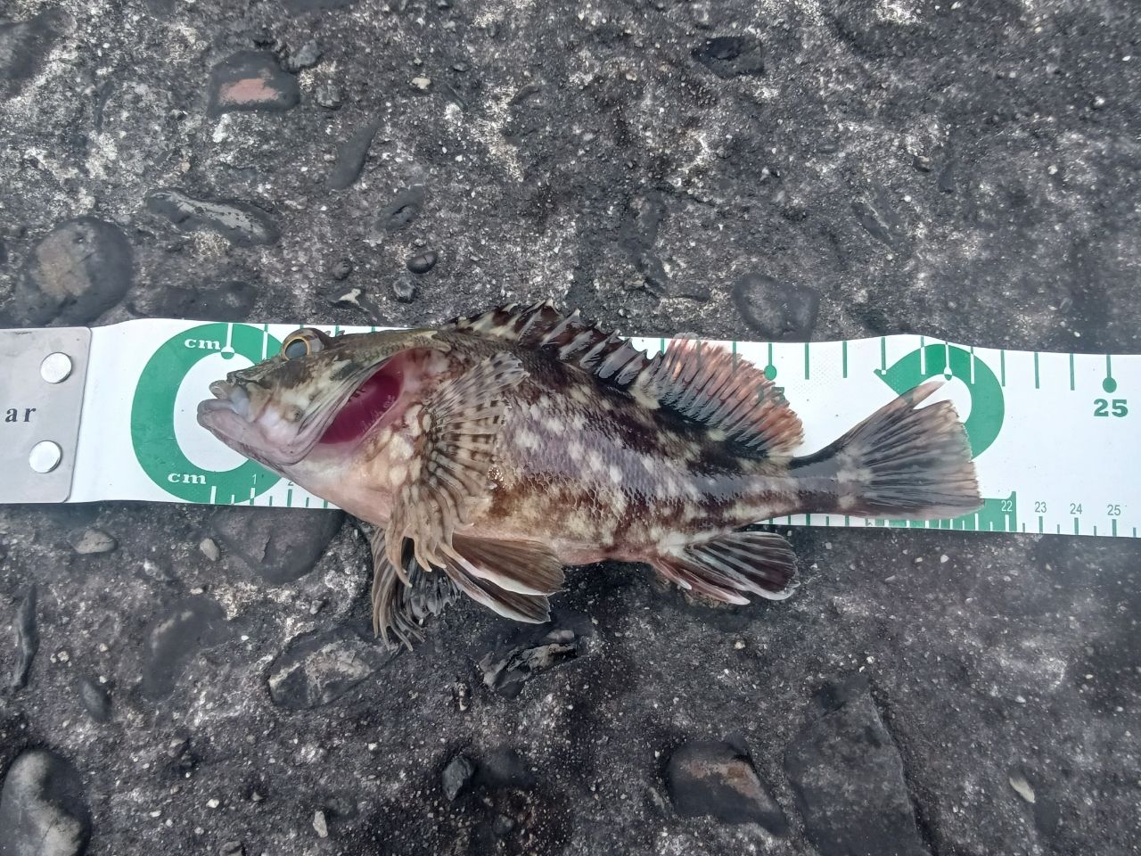 ガシラ