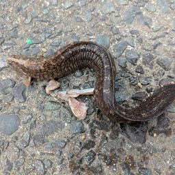 ダイナンギンポ