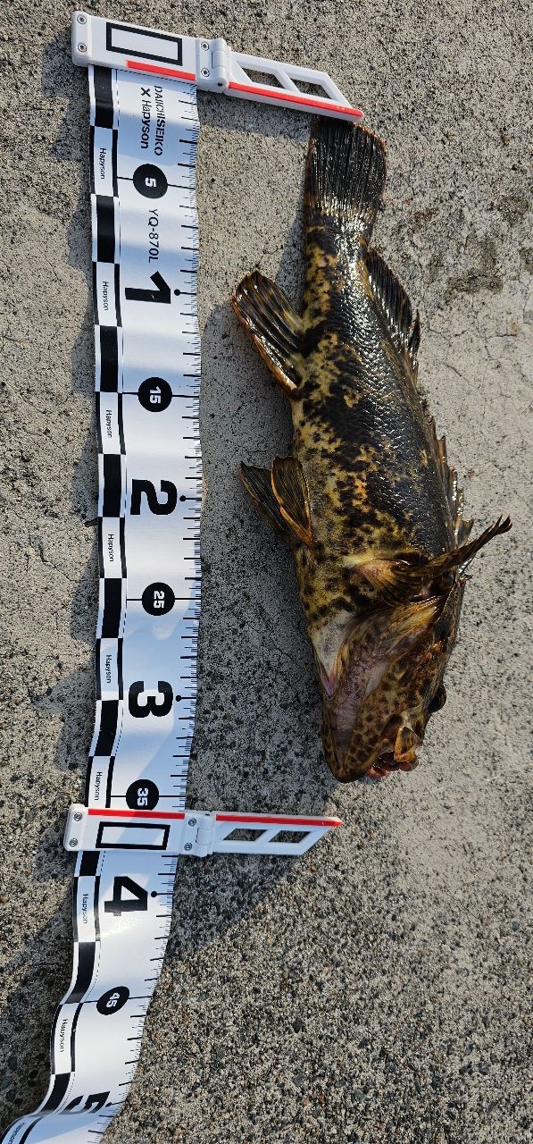 タケノコメバル