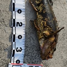 タケノコメバル