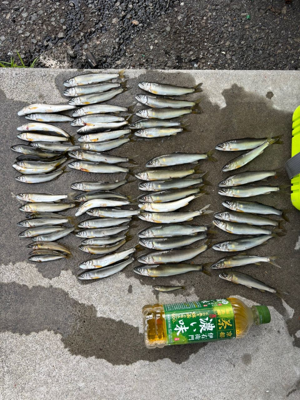 アユ