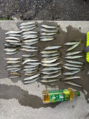 アユの釣果