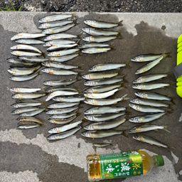 アユ