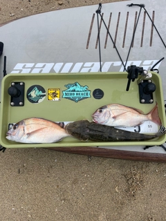 マダイの釣果