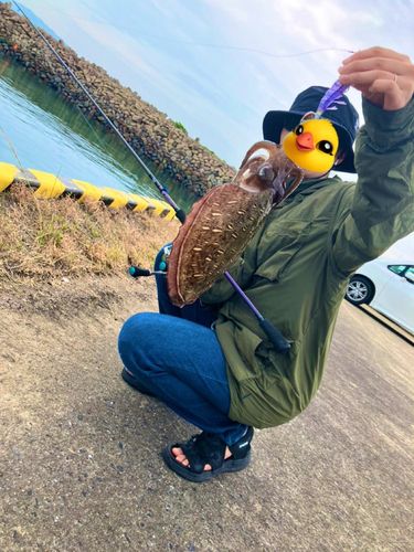 モンゴウイカの釣果