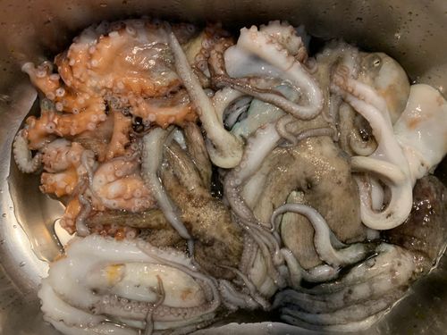 マダコの釣果