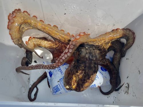 タコの釣果
