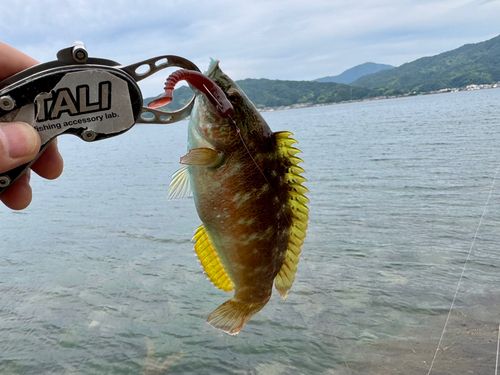 ホシササノハベラの釣果