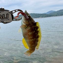 ホシササノハベラ