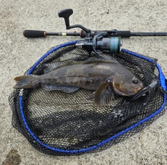 アイナメの釣果