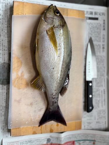 イサキの釣果